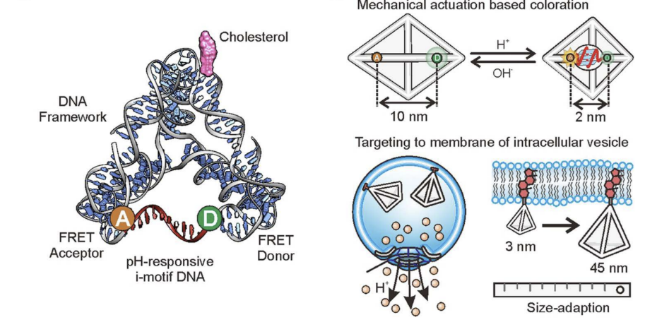 1672016224285472.png 图片1.png